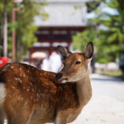 deer at Nara Park