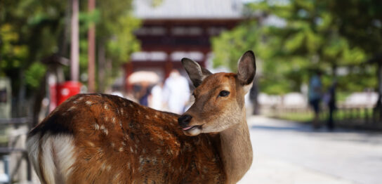 deer at Nara Park