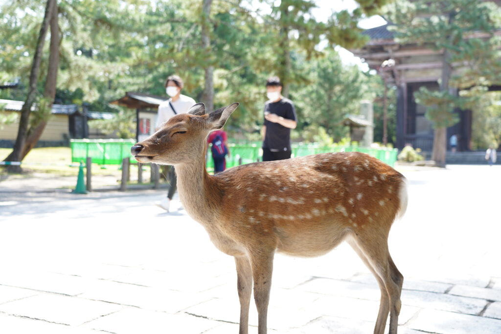 deer with Nandaimon