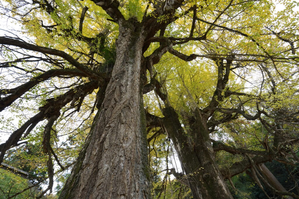 large gingko trees at kotokuji temple