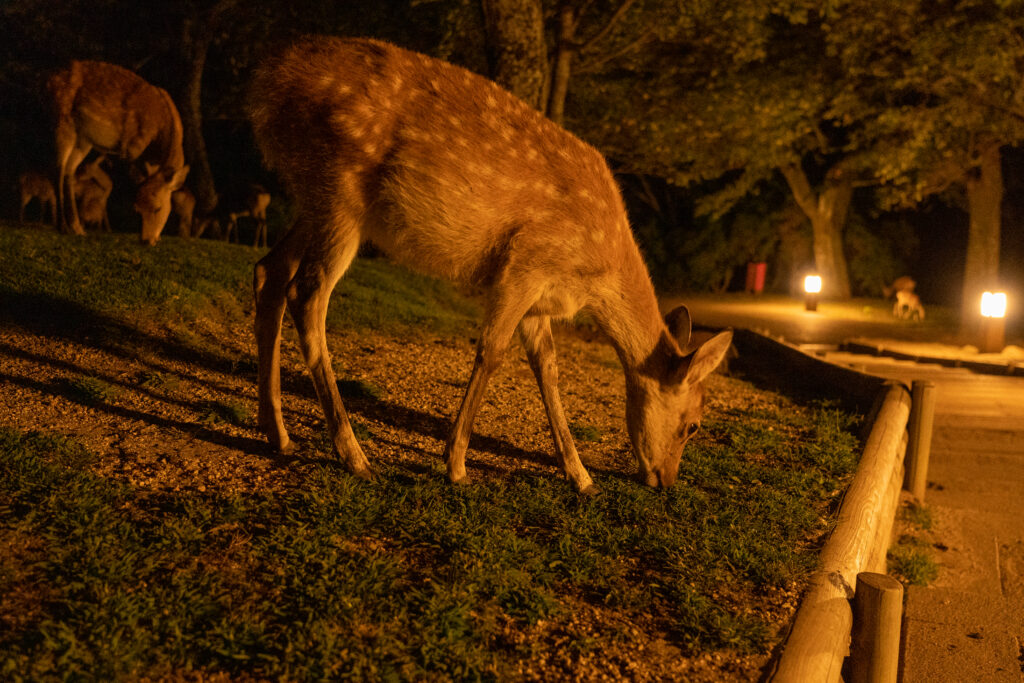 Deer seen in Mount Wakakusa