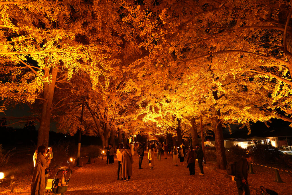 Illuminated ginkgo trees at Showa Kinen Park