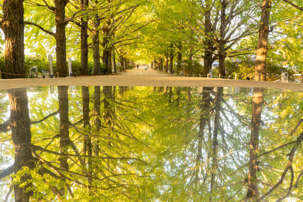 reflected ginkgo trees at Showa Kinen Par