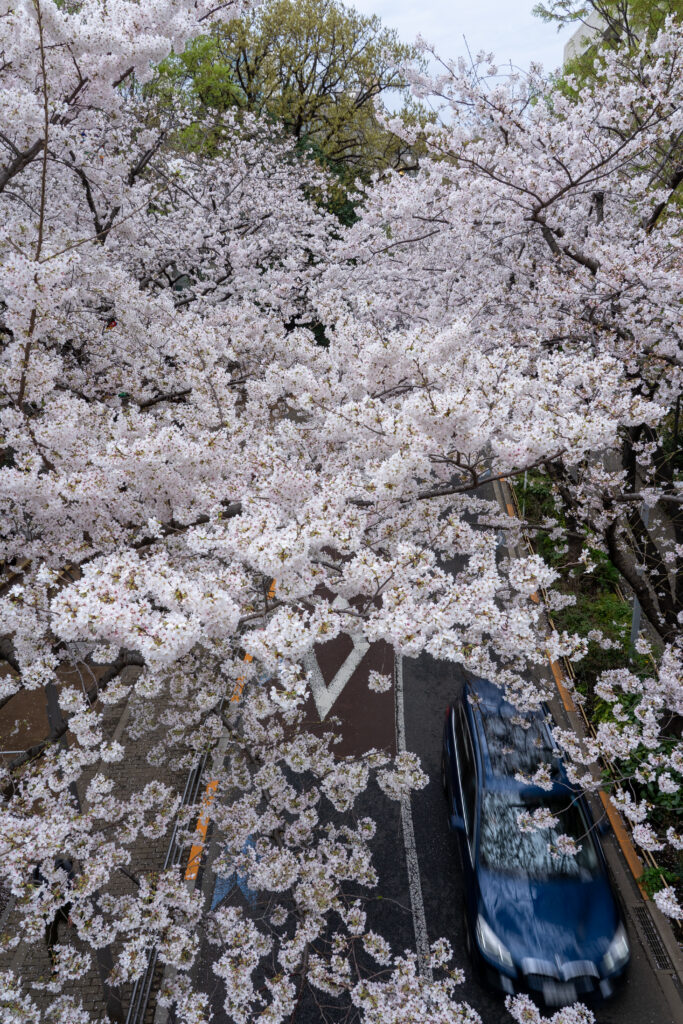Cherry blossom and car at Roppongi Sakurazaka