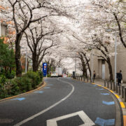 Cherry blossom at Roppongi Sakurazaka