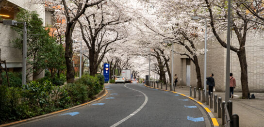 Cherry blossom at Roppongi Sakurazaka