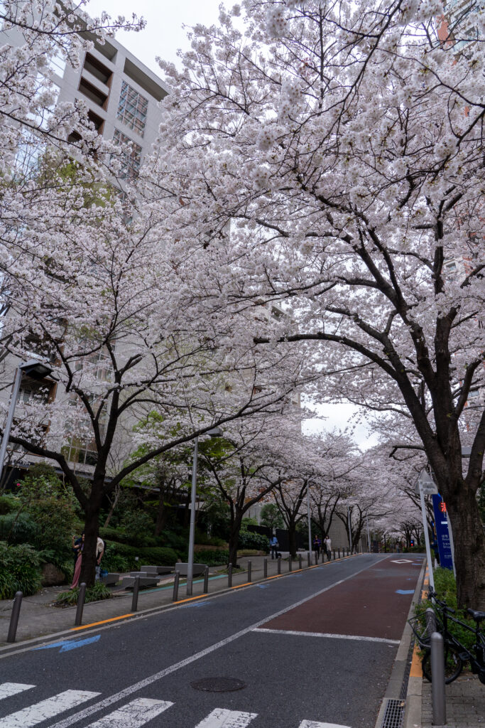 Cherry blossom at Roppongi Sakurazaka