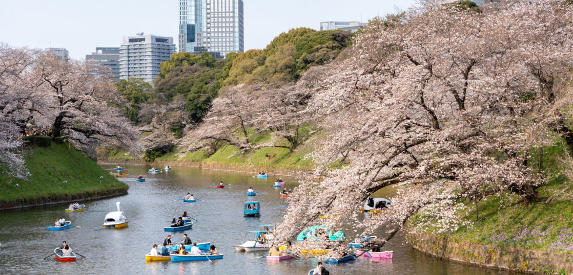 Chidorigafuchi Moat and Cherry Blossom