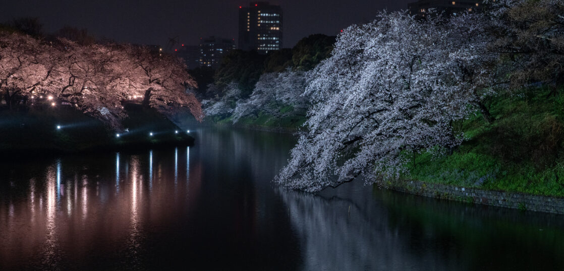 Chidorigafuchi Moat Illumination