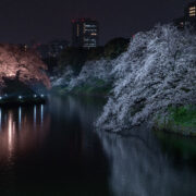 Chidorigafuchi Moat Illumination