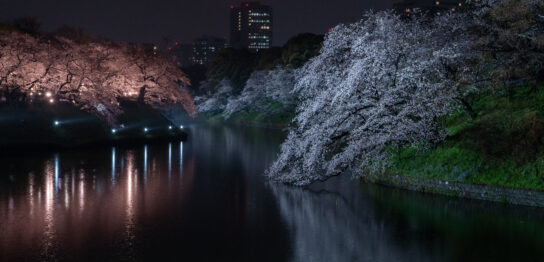 Chidorigafuchi Moat Illumination