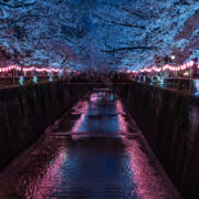 Meguro River and Cherry Blossom