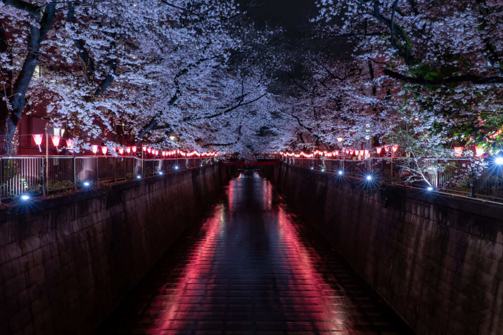 Meguro River and Cherry Blossom