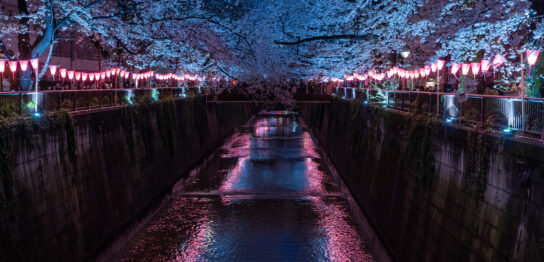 Meguro River and Cherry Blossom