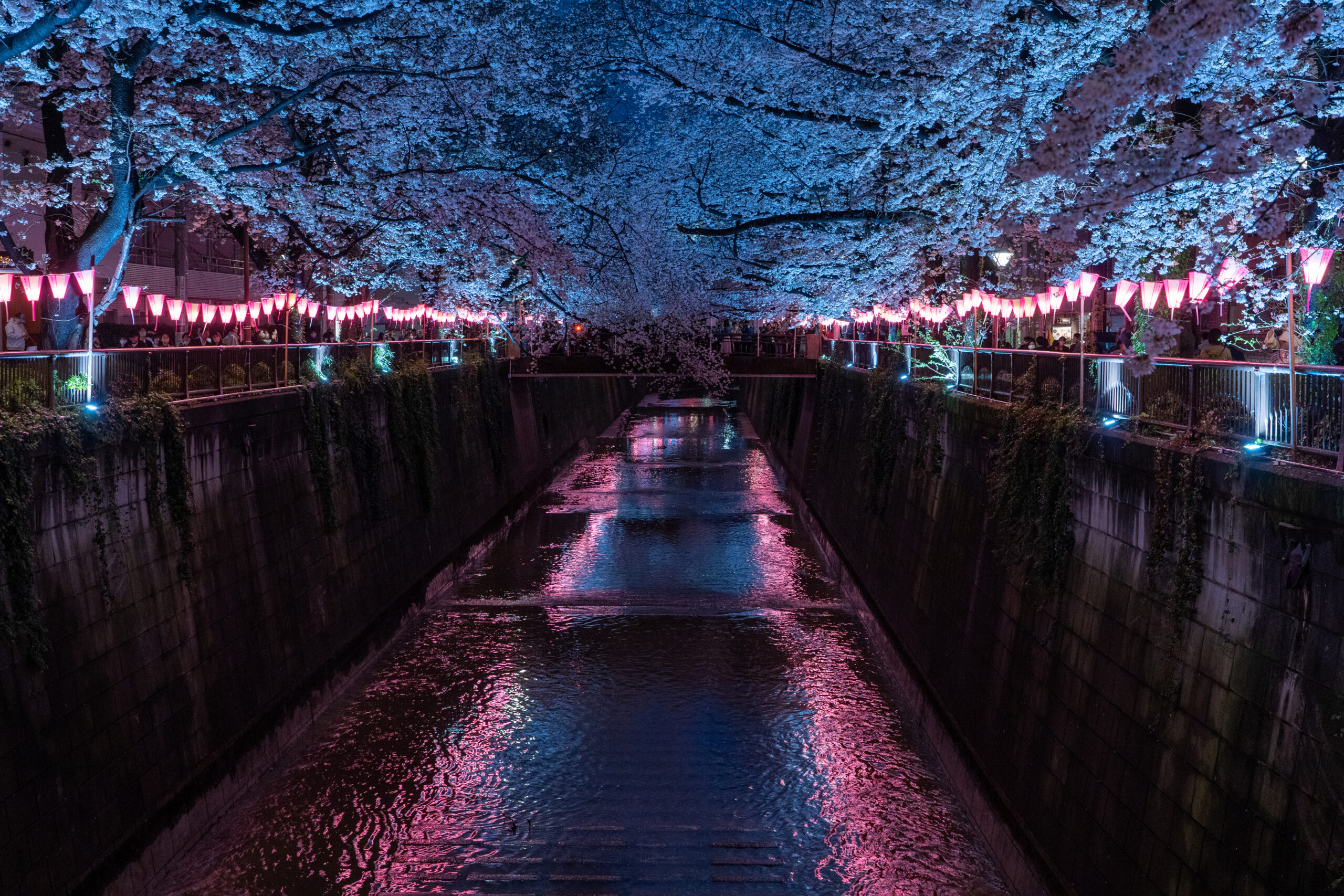 Meguro River Traveling Japan