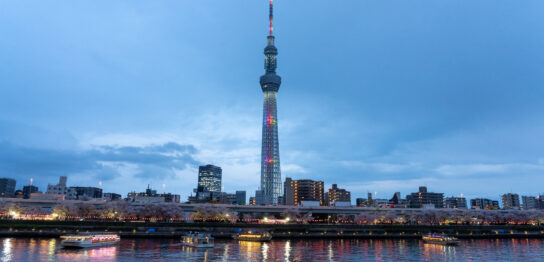 Tokyo Skytree and cherry blossom illuminated at Sumida River