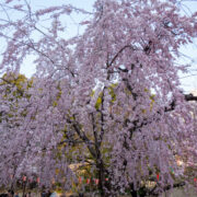 Weeping Cherry Blossom at Ueno Park