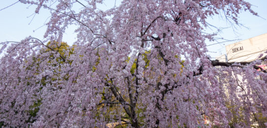 Weeping Cherry Blossom at Ueno Park