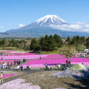 Fuji Shibazakura Festival at Fuji Motosuko Resort