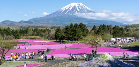 Fuji Shibazakura Festival at Fuji Motosuko Resort