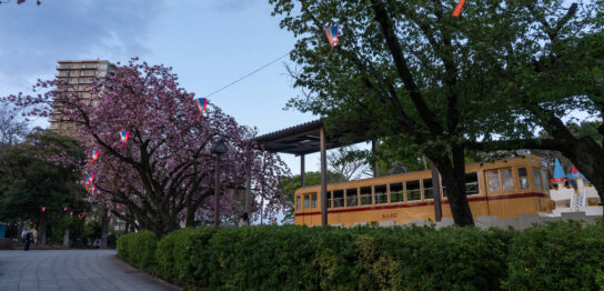 Cherry Blossom and Toden Arakawa Line Tram at Asukayama Park