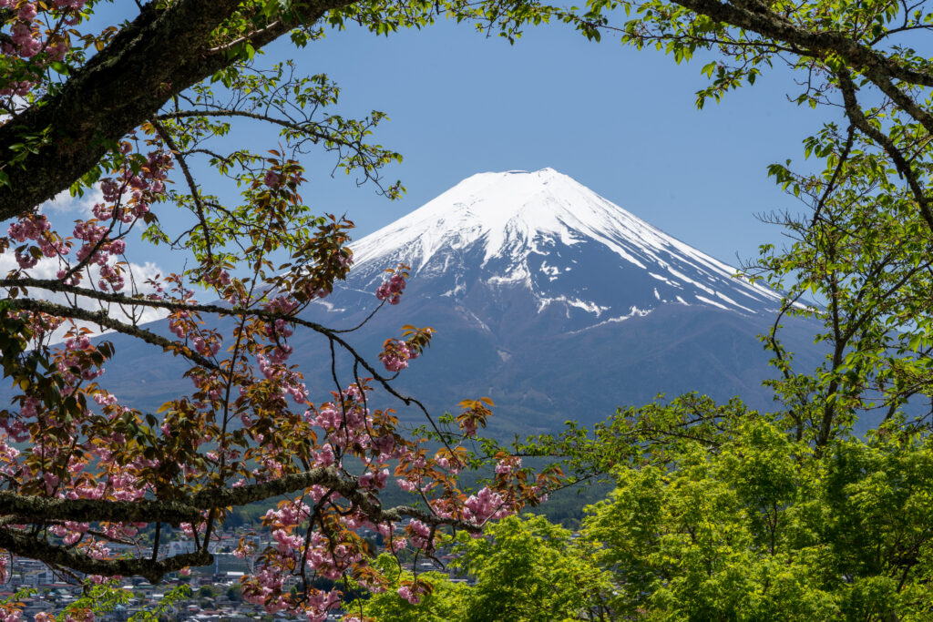 Cherry blossom and Mount Fuji