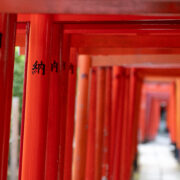 Thousand torii gates at Nezu Shrine