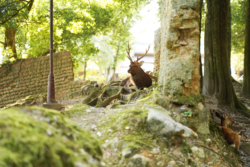 male deer at Nara Park