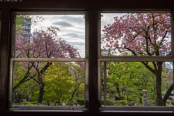 Cherry blossom seen from Toden Arakawa Line Tram at Asukayama Park