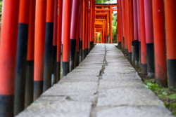 Thousand torii gates at Nezu Shrine